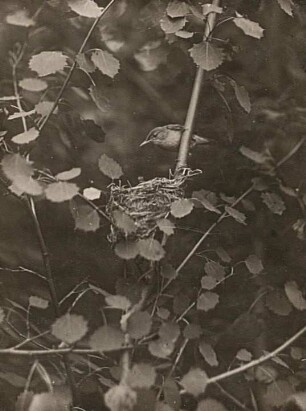 Teichrohrsänger (Acrocephalus scirpaceus) am Nest (Nest über dem Lande)