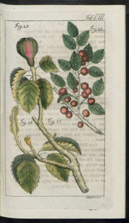 Taf. VIII. Fig. 23. Der Manchineelenbaum Fig. 24. Die Cassena Fig. 23. - Fig. 26. Gifte Baumbestandteile