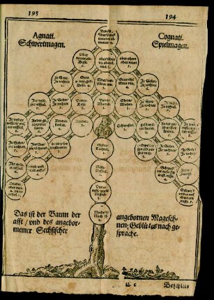 Agnati Schwertmagen. Cognati. Spielmagen.