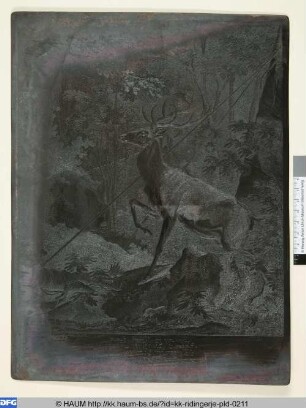 Anno 1700 - diser Hirsch lebendig gefangen, war an Kopf Hals Leib und Laeufen weiss das andre Rehefarbig mit dunklen kleinen Flecken - von Hrn. von Hamilton nach dem Leben gemahlet