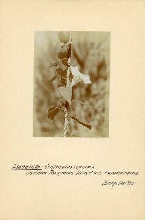 Echte Zaunwinde : Echte Zaunwinde - Baumwinde (Convolvulus sepium)