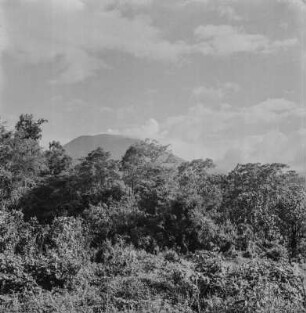 Vegetation : Bäume und Sträucher in Nord-Kiwu