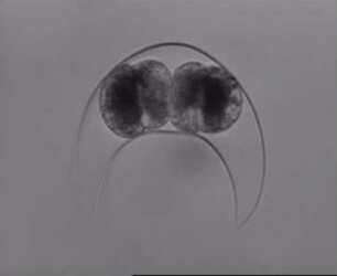 Pyrocystis lunula (Dinophyceae) - Ungeschlechtliche Fortpflanzung