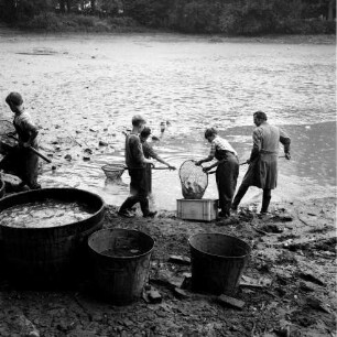 Abfischen: Schwarzer Teich: Wasser abgelassen, schlammiger Teichgrund: Fischer und Jungen beim Abfangen der Fische in Wasserrinne, mit Kescher, Kunststoffkiste: vorne Holzbottich, Eisenbottiche
