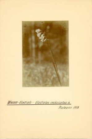 Europa. Gladiole (Gladiolus, auch Schwertblume genannt; lat. gladius „Schwert“)