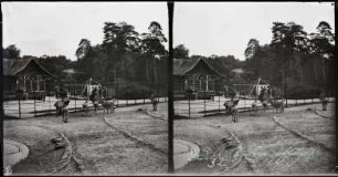 Paris. Bois de Boulogne. Jardin d'Acclimatation. Steinbockgehege
