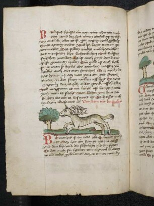 Tier "Bomachus"; (Teil III A: Von den Tieren, die auf der Erde gehen)