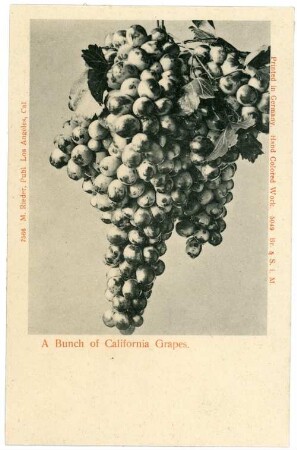 ABunch of California Grapes