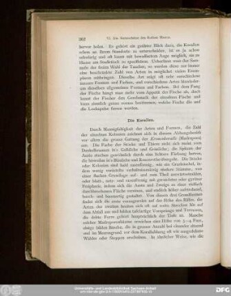 Die Korallen.