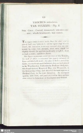 Trochus reticulatus. Tab. CCLXXII. — Fig. 2