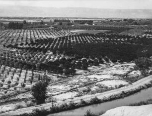 Obstgärten : Blick auf Obstbaumplantagen bei Grand Junction