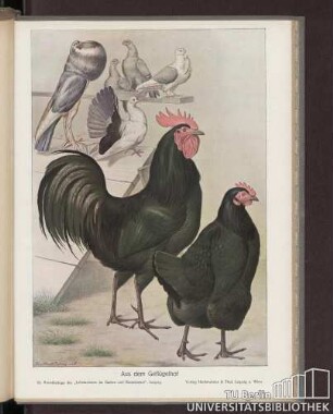 Aus dem Geflügelhof : 54. Kunstbeilage des "Lehrmeisters im Garten und Kleintierhof", Leipzig