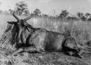 Erlegte Leierantilope : Erlegte Leierantilope (früher: Tsessebee-Antilope).