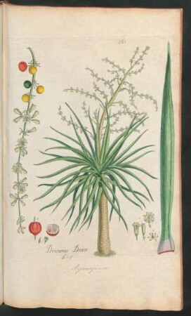 361. Dracaena Draco