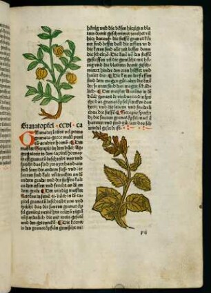 114r, Granatopfel (206. Kapitel)
