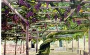 Der größte Weinstock der Welt (in Kalifornien)