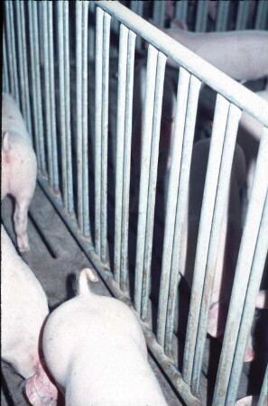 Fotografie: Stallsystem, Mastschwein, Vollspaltenboden