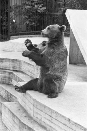 Braunbären im Karlsruher Zoo