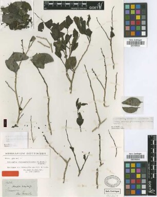 Schoepfia chrysophylloides (A.Rich.) Planch.