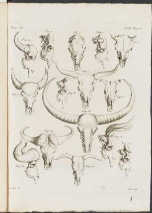 Pl. IX.