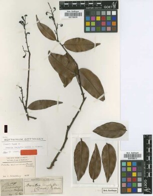 Gomphia isophylla Garcke [type]