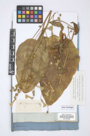 Nicotiana Lehmanni
