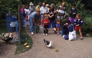 Touristen betrachten freilaufende Tiere : Touristen betrachten kleine Tiere auf der Insel Guernsey, 1992