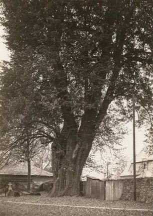 Ringethal (Mittweida-Ringethal). Linde (Tilla) auf dem Friedhof