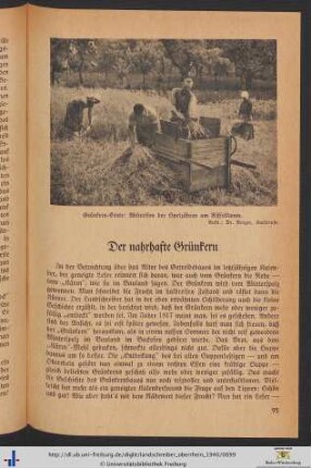 Der nahrhafte Grünkern.