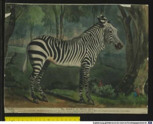 The SEBRA, or WILD ASS; : Presented to Her MAJESTY in the Year 1762, by S[ir] Tho[mas] Acansm Cap[tain] of the Terpsicore Man of War, who brought it from the cap of Good Hope.