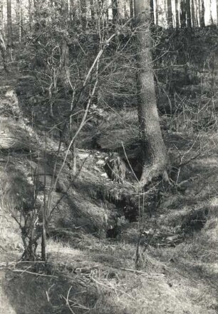 Fuchs (Vulpes vulpes) Röhren eines Erdbaues in felsigem Waldgelände