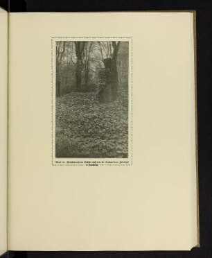 Efeubewachsene Grüfte auf dem St. Catharinen-Friedhof in Hamburg