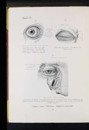 Organon. visus. Palpebrae. Apparatus lacrimalis.