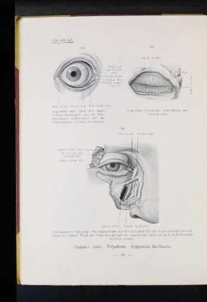 Organon. visus. Palpebrae. Apparatus lacrimalis.