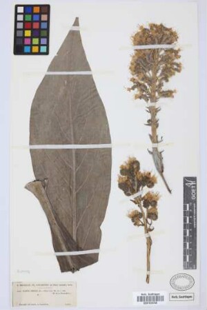 Echium simplex DC.