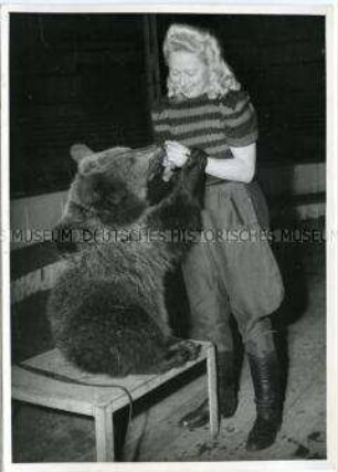 Bär im Zirkus Barlay