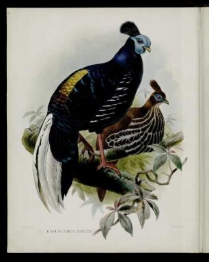 [Plate XXVI.] Euplocomus ignitis