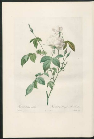 Rosa Indica subalba. Rosier du Bengale à fleurs blanches. Lemaire sculp.