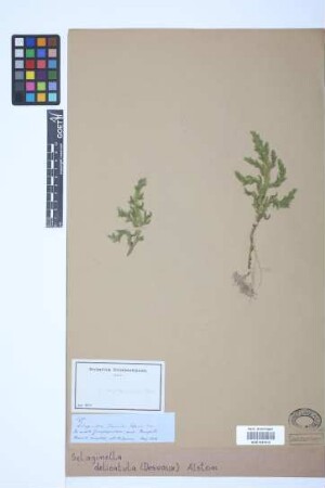 Selaginella delicatula Alston, 1932