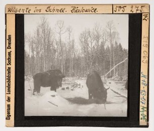 Wisent : Wisente (Bos bonasus Linnaeus) im Schnee.