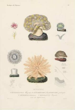 Zoologica II Phytozoa 7-9, 11