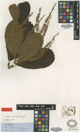 Clethra pedicellaris Turcz. [isotype]