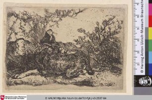 [Ein Hund; A Dog]