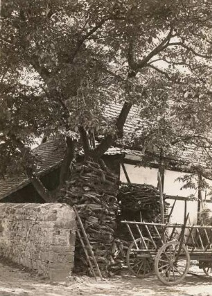 Großweitzschen. Nußbaum