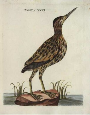 Tabvla XXXI.
