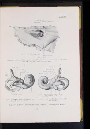Organon auditus. Meatus acusticus internus. Labyrinthus osseus.