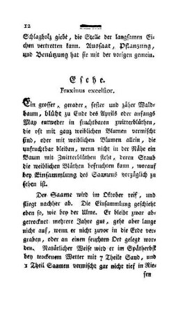 Esche. Fraxinus exselsior.