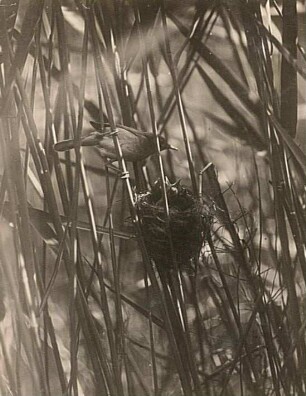 Teichrohrsänger (Acrocephalus scirpaceus) am Nest