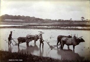 ploughing paddy fields