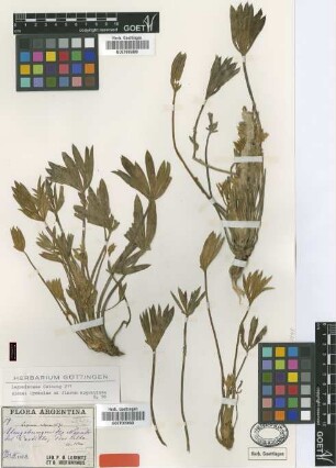 Lupinus subacaulis Griseb. [type]